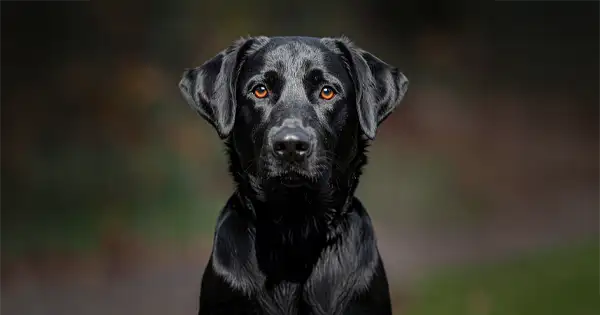 Remove Dog Leashes from Photo with AI Tool